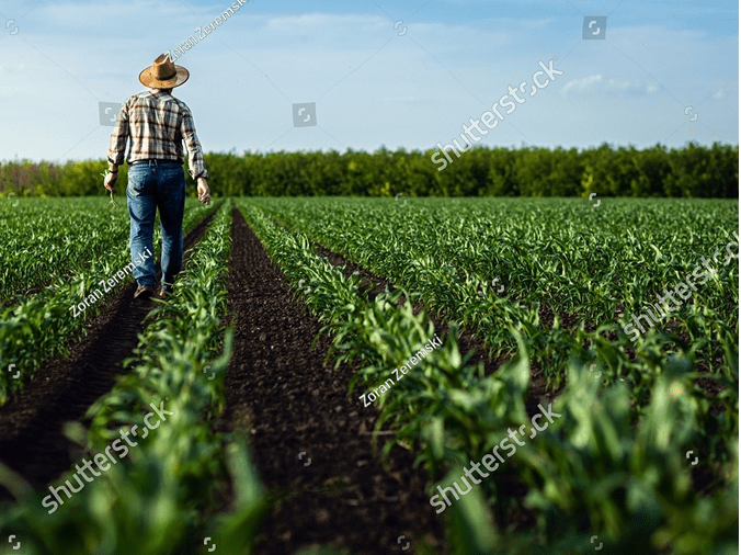 Farmer in field